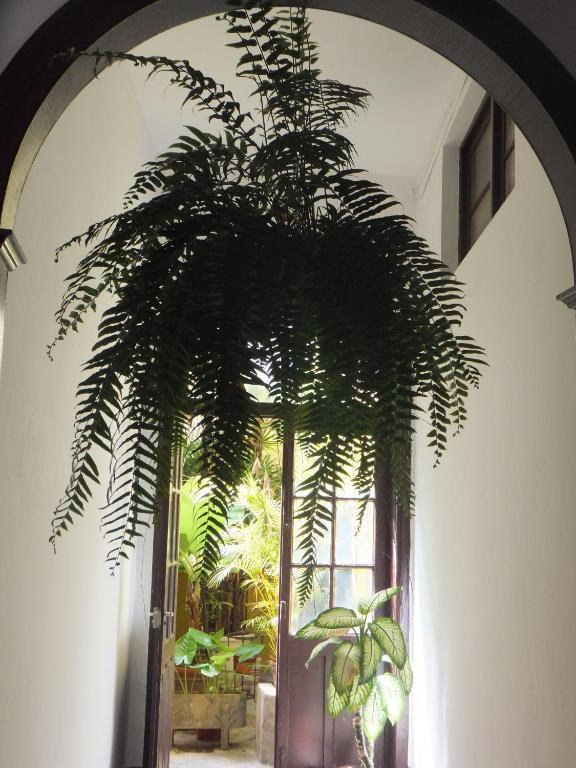 Casa Colonial Cejas Ξενοδοχείο Σάντα Κρουζ Τενερίφης Εξωτερικό φωτογραφία