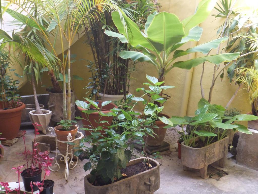 Casa Colonial Cejas Ξενοδοχείο Σάντα Κρουζ Τενερίφης Εξωτερικό φωτογραφία